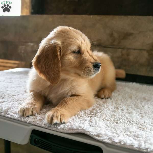 Simon, Golden Retriever Puppy